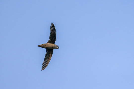 Chimney Swift adult in flgiht taken in southern MN