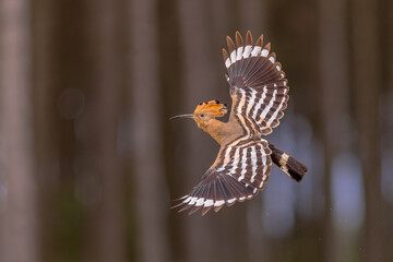 Two Eurasian hoopoe perched on branch with crest
