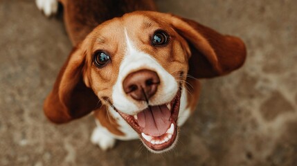 Happy beagle dog looks up with open mouth and panting