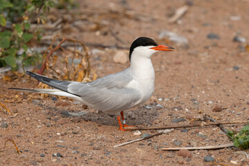 Common Tern adult taken in northern MN