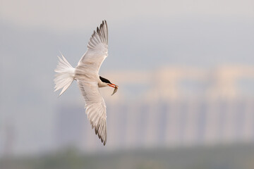 Common Tern adult taken in northern MN