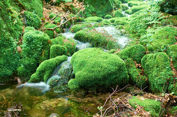 Beauty landscape concept for cosmetics product presentation with empty stone platform covered with green moss on the forest background and water. Blank space to place mockup or your design