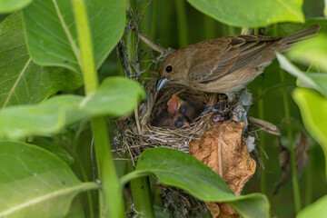 Indigo Bunting female at nest feeding young taken in southern MN