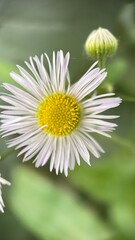 Obraz premium White daisy flower macro photography. A close up of a daisy petals and yellow center. 