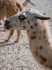portrait of a llama
