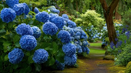 A serene garden path is bordered by clusters of vibrant blue hydrangeas, creating a captivating visual display. Green foliage enhances the peaceful summer atmosphere.