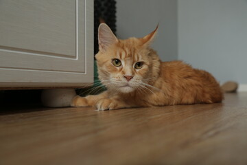 Orange fun face maine coon cat relax lying on the floor in the room. Natural real colors and light...
