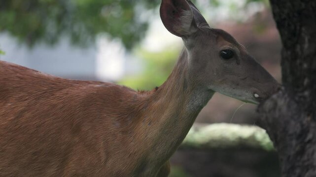 Deer Licking Lips and Looking at Camera - Wildlife Clip