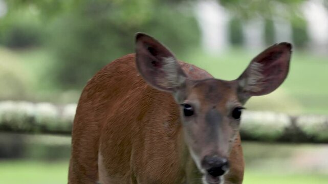 Doe Licking and Reacting to Flies - Wildlife Behavior Footage in Forest Setting