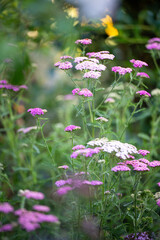 Fototapeta premium Close up of Pink and White Yarrow Flowers