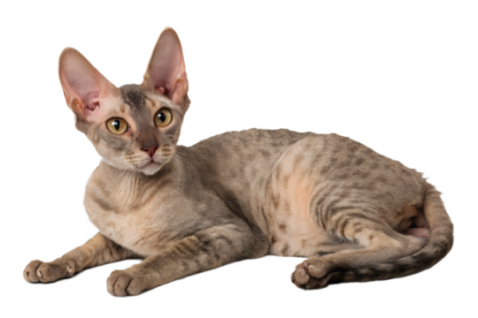 Close-up of cornish rex cat's wrinkled coat texture, soft waves visible in studio lighting