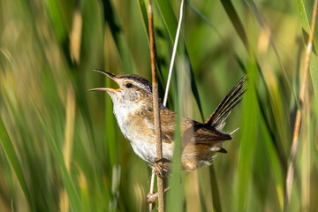 Marsh Wren taken in central MN