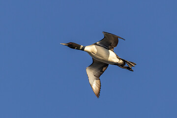 Common Loon adult in flight taken in central MN