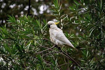 Yellow-Crested Cockatoo (Cacatua sulphurea)