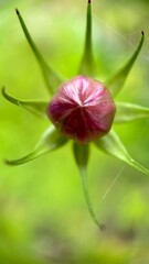 Pink cosmos (Mexican aster) flower bud macro photo 