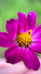 Pink cosmos (Mexican aster) flower macro photo 