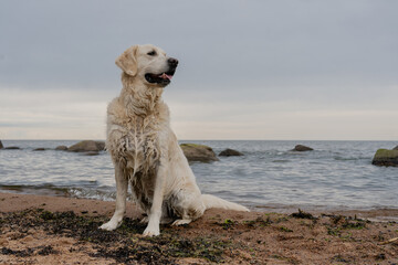Wet Golden Retriever Dog Sitting on Sandy Beach After Swimming in Sea. Happy Pet Enjoying Refreshing Summer Outdoor Recreation.