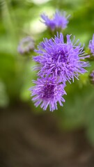 Fototapeta premium Blue ageratum houstonianum flowers macro photography. Purple flowers and bulbs close up. 