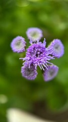 Blue ageratum houstonianum flowers macro photography. Purple flowers and bulbs close up. 