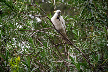 Yellow-Crested Cockatoo (Cacatua sulphurea)