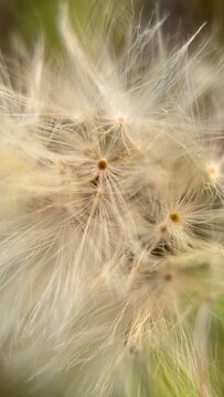 White fluffy parachute dandelion puffball macro photography. A close up of a dandelion silver seed head.  
