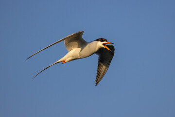 Forester's Tern in flight taken in central MN