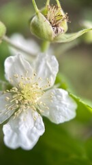 Obraz premium A close up of a white flower. Rubus flower macro photography. 
