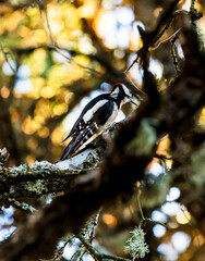 blue tit on branch