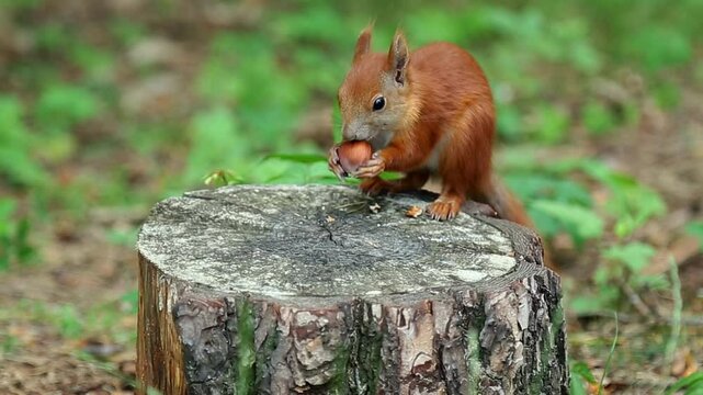 Red squirrel sits on tree stump holding and eating brown hazelnut with focused concentration showing natural feeding behavior in peaceful woodland environment with green foliage background