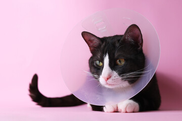 A Cute Cat in a Cone with a Bright Background Adorable Animal Photography