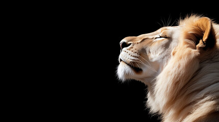 lion amazing background hd wallpaper in clean monochrome