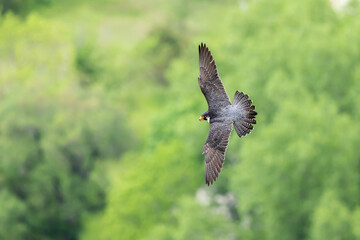 Peregrine Falcon taken in western Wisconsin in the wild