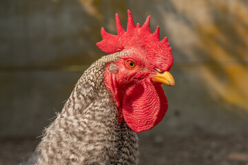 Strutting rooster in a vibrant countryside barnyard during the morning sunlight