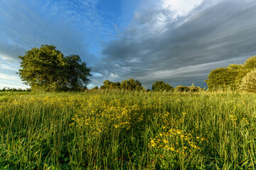 Vibrant wildflowers in a sprawling green field under a dramatic sky at sunset