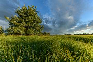 Expansive green fields with a lone tree under a dramatic sky during late afternoon
