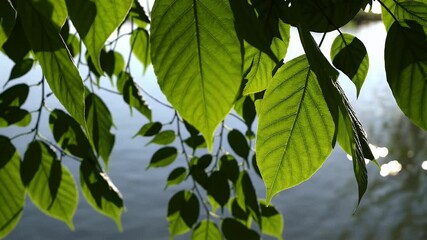 bright green leaves glistening in morning sunlight gently move in breeze above shimmering water surface creating peaceful motion and connection to nature ideal for mindfulness meditation or eco