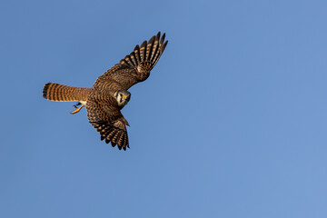 American Kestrel taken in central MN in the wild