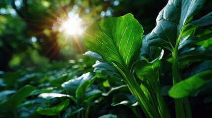 Sunlight Shining Through Lush Green Leaves In Forest