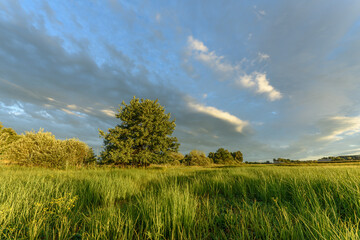 Vibrant wildflowers in a sprawling green field under a dramatic sky at sunset