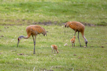 Sandhill Crane adults and colts taken in southeastern MN
