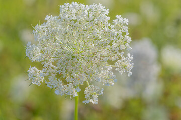 Wildflower cluster blooms in a vibrant green meadow during a sunny summer afternoon, showcasing delicate details and natural beauty