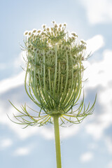 Unique Queen Anne's lace flower stands tall against a blue sky with soft clouds around it during daylight hours