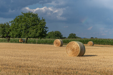 Rolling hay bales dot a sunny field with trees and a clear blue sky in the rural countryside during early evening hours