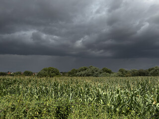 Rural landscape of Wiltshire in the UK.