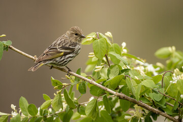 Pine Siskin taken in southern MN