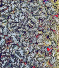 Fototapeta premium Beautiful Fittonia albivenis: A Tropical Houseplant.