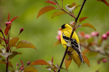 American Goldfinch male in crabapple taken in southern MN