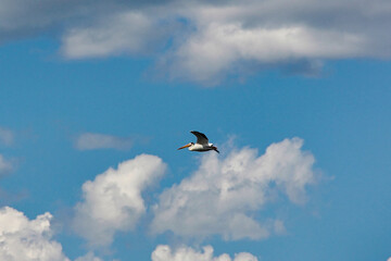 White Pelican in Flight over Island Park Reservoir in Eastern Idaho in Late Spring.