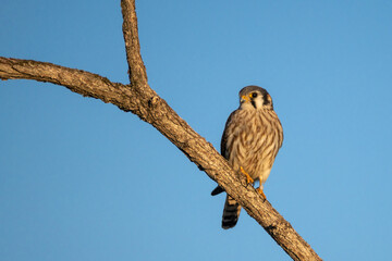 American Kestrel female perched, taken in central MN