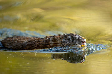Muskrat swimming taken in southern MN